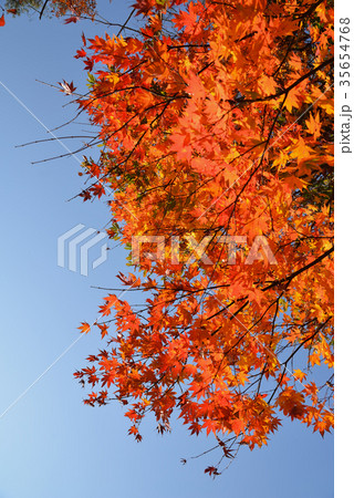 秋の釣り場で見つけた紅葉 秋の釣り場で見つけた紅葉 35654768