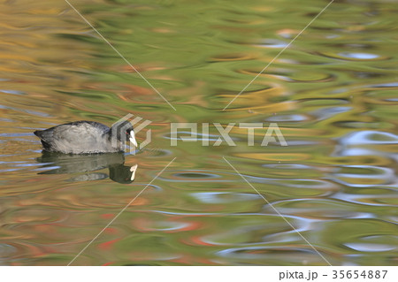 オオバン 35654887