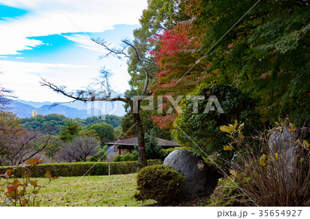 秩父ミューズパークの紅葉 35654927