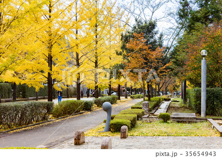 秩父ミューズパークの紅葉 35654943