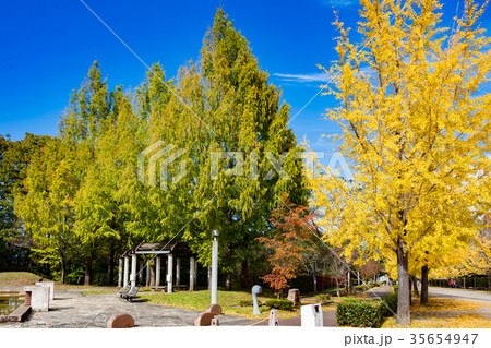 秩父ミューズパークの紅葉 秩父ミューズパークの紅葉 35654947