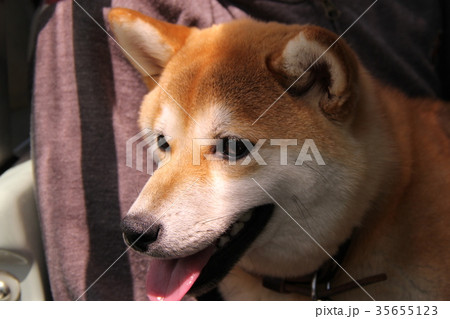 柴犬　琥珀 35655123