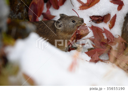 紅葉したナナカマドの葉を運ぶナキウサギ 35655190
