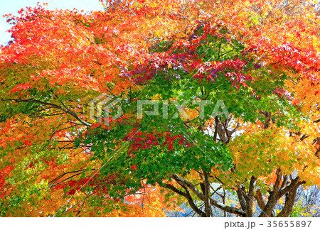 モミジ 紅葉 モミジ 紅葉 35655897