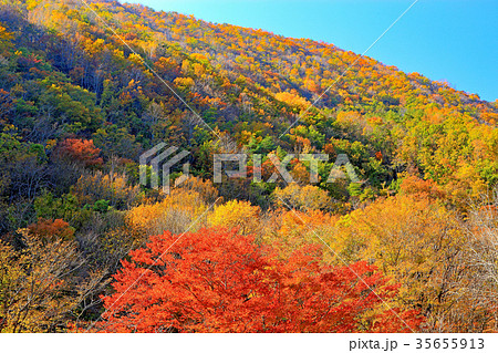 秋　紅葉の山　岩泉町 35655913