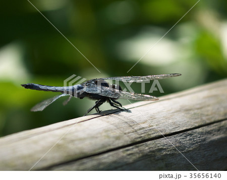 オオシオカラトンボ横向き 35656140