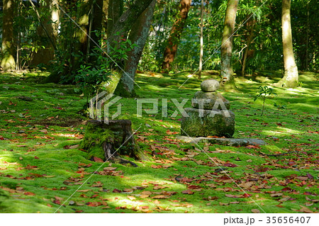 奈良・苔蒸す秋篠寺２ 35656407