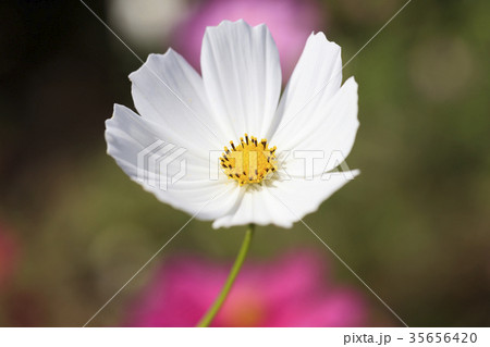 コスモス - ドワーフセンセーション 白 コスモス - ドワーフセンセーション 白 35656420