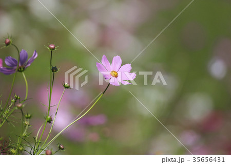 コスモス - ドワーフセンセーション　ピンク 35656431
