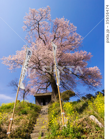 三春の七草木天神桜 35656474