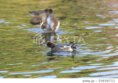 紅葉時期のヒドリガモ 35656711