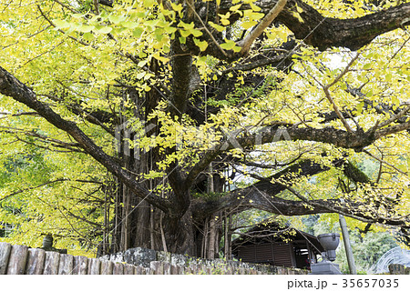 下城の大イチョウ 35657035