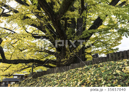 下城の大イチョウ 35657040