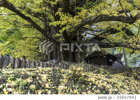 下城の大イチョウ 35657041