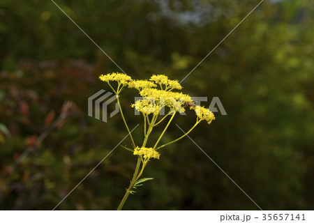 オミナエシ 花 屋外 35657141
