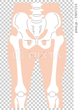骨盆股骨髕骨 35657223