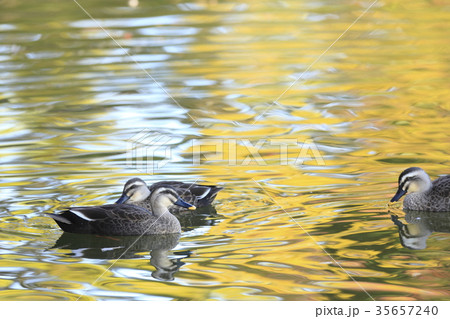 紅葉時期のカルガモ 35657240