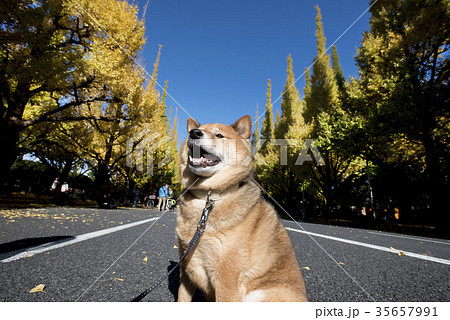 明治神宮外苑の紅葉したいちょう並木背景のかわいい柴犬の写真素材