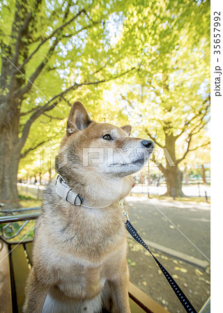 明治神宮外苑の紅葉したいちょう並木のベンチに座るかわいい柴犬の写真素材