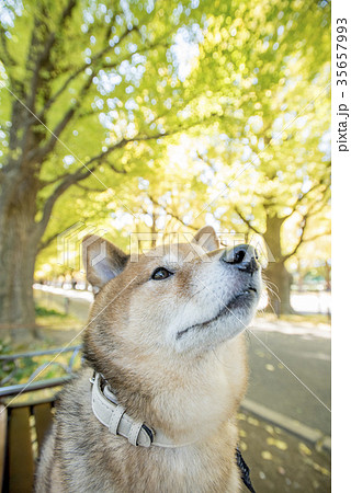 明治神宮外苑の紅葉したいちょう並木のベンチに座るかわいい柴犬の写真素材