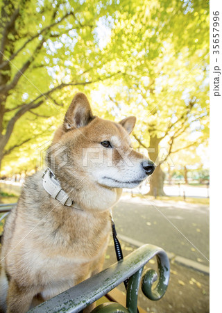 明治神宮外苑の紅葉したいちょう並木のベンチに座るかわいい柴犬の写真素材