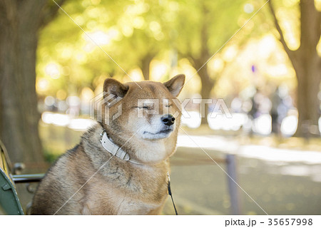 明治神宮外苑の紅葉したいちょう並木のベンチに座るかわいい柴犬の写真素材