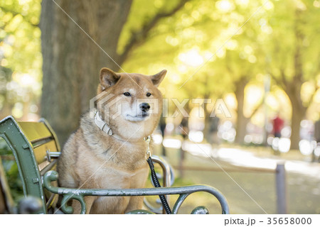 明治神宮外苑の紅葉したいちょう並木のベンチに座るかわいい柴犬の写真素材