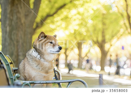 明治神宮外苑の紅葉したいちょう並木のベンチに座るかわいい柴犬の写真素材