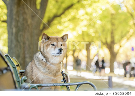 明治神宮外苑の紅葉したいちょう並木のベンチに座るかわいい柴犬の写真素材