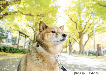 明治神宮外苑の紅葉したいちょう並木背景のかわいい柴犬 アップの写真素材