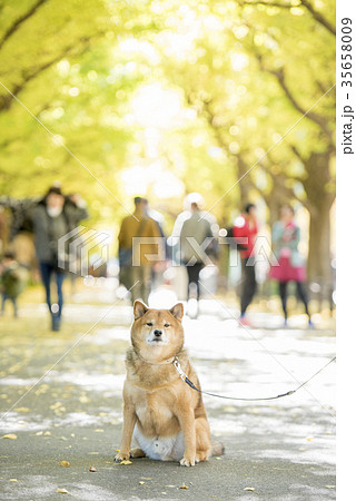 明治神宮外苑の紅葉したいちょう並木背景のかわいい柴犬 35658009