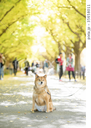 明治神宮外苑の紅葉したいちょう並木背景のかわいい柴犬 35658011