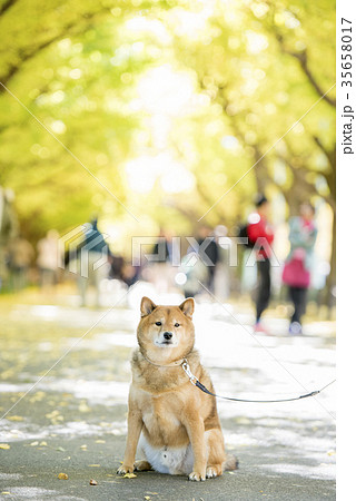 明治神宮外苑の紅葉したいちょう並木背景のかわいい柴犬 35658017