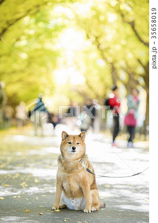 明治神宮外苑の紅葉したいちょう並木背景のかわいい柴犬 35658019