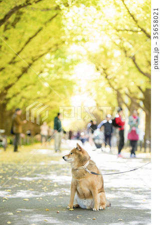 明治神宮外苑の紅葉したいちょう並木背景のかわいい柴犬 35658021
