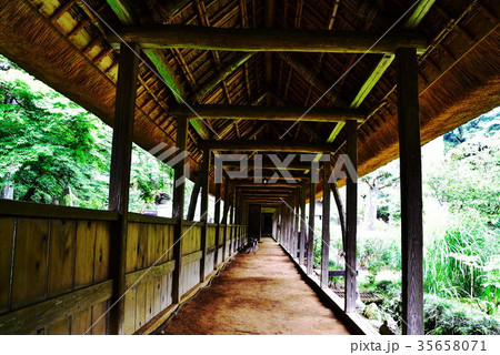 大雄寺 大雄寺 35658071