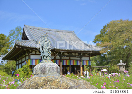 般若寺　本堂　不動明王像　コスモス　トンボ 35658361