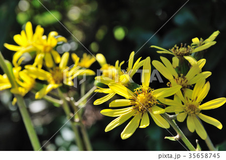 石蕗（つわぶき） 35658745