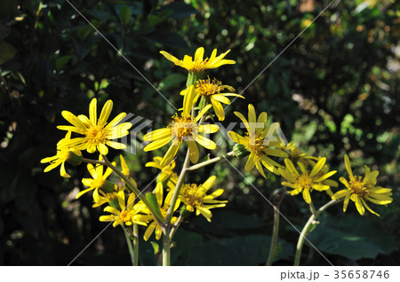 石蕗（つわぶき） 35658746