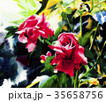 バラ 花 水彩画 35658756