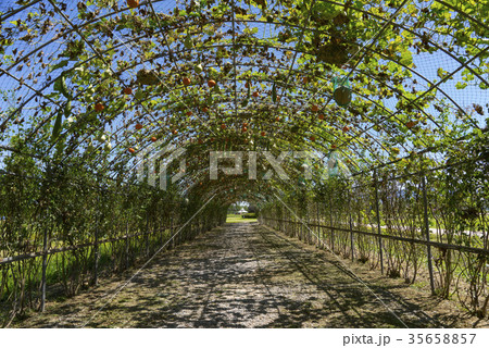 京畿道 キョンギド 漢江市民公園 35658857