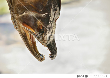 塩引き鮭 35658894