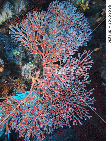 イソバナ 35659596