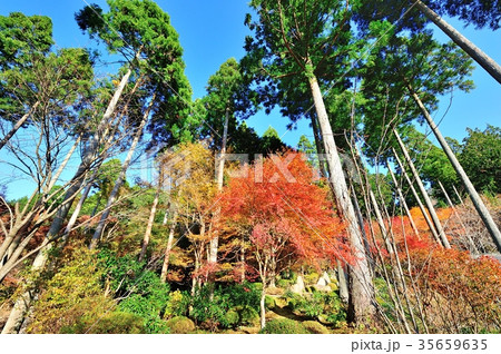 見上げる庭園の木立と紅葉 35659635