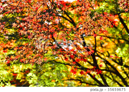 森の紅葉 森の紅葉 35659675