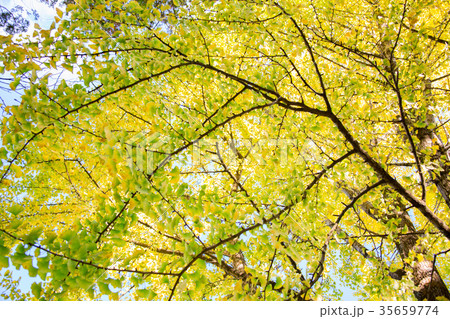 紅葉 35659774