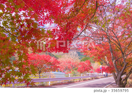 紅葉 35659795