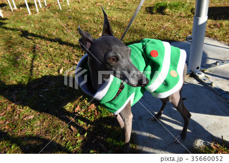 イタリアングレーハウンド イタリアングレーハウンド 35660052