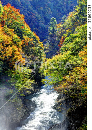 小河内ダム直下の多摩川の紅葉 35660253