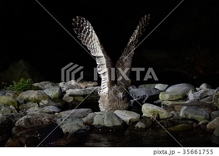 羽ばたくシマフクロウ 35661755